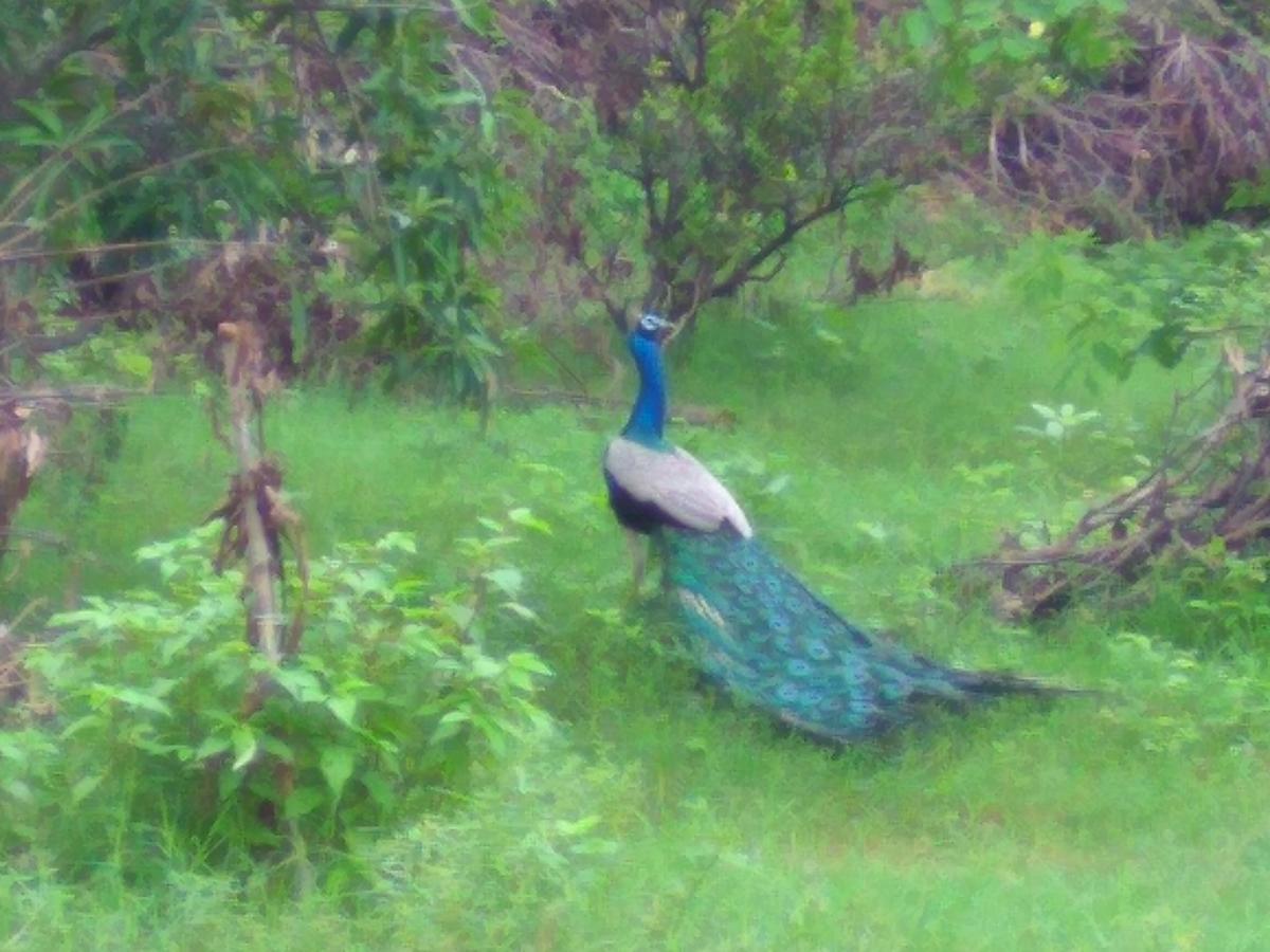Ranakpur Nature Retreat Sādri Exteriör bild